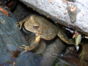 Yellow Legged Frog